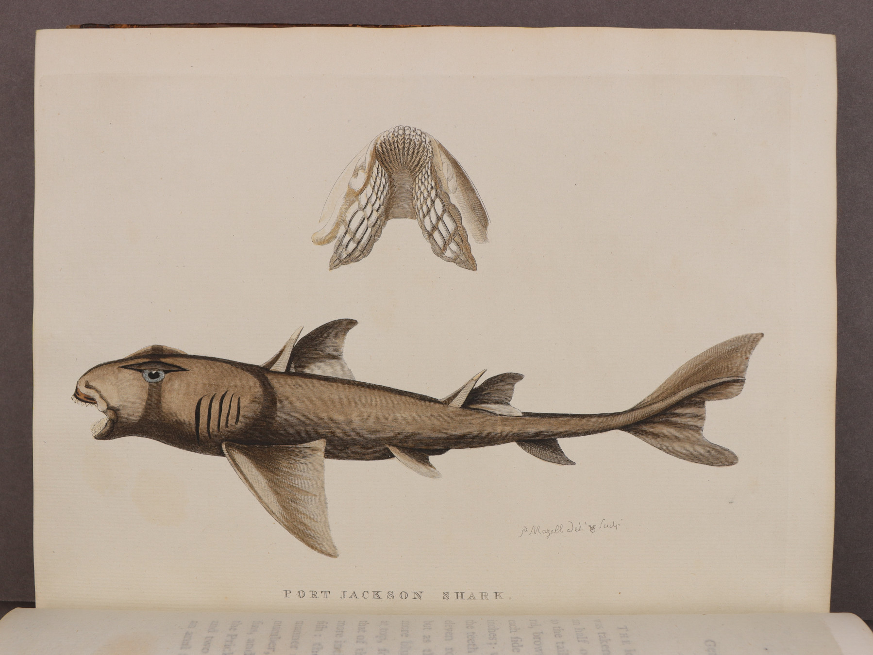 Plate 51